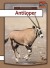 Antiloper - Bog
