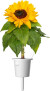Click And Grow - Smart Garden Refill 3-Pak - Mini Solsikke 100 Pollenfri Og