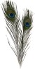 Påfuglefjer - 25-30 Cm - 10 Stk