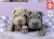 Educa - Puppies Puzzle - 100 Brikker - Hundehvalpe Puslespil