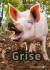 Grise - Bog