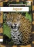 Jaguar - Engelsk - English Book