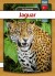 Jaguar - Tyrkisk - Tyrkisk Bog