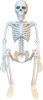 Magni - Halloween Skelet Dekoration