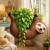 Mikamax - Sloth Planter