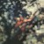 Pink Floyd - Obscured By Clouds - Vinyl Lp