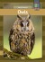 Owls - English Book