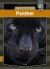 Panther - English Book