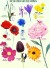 Plakat - Farverne Og Blomsterne - Str 50X70 Cm - De - 1 Stk
