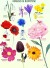Plakat - Farverne Og Blomsterne - Str 50X70 Cm - No - 1 Stk
