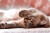 Skriveunderlag - Lille Kat - 60X40 Cm - Spirit