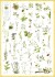 Svenska Blommor Flora Fagerberg - Plakat