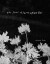 The Scent Of Earth After Rain - English Book