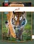 Tiger - Arabisk - Arabisk Bog