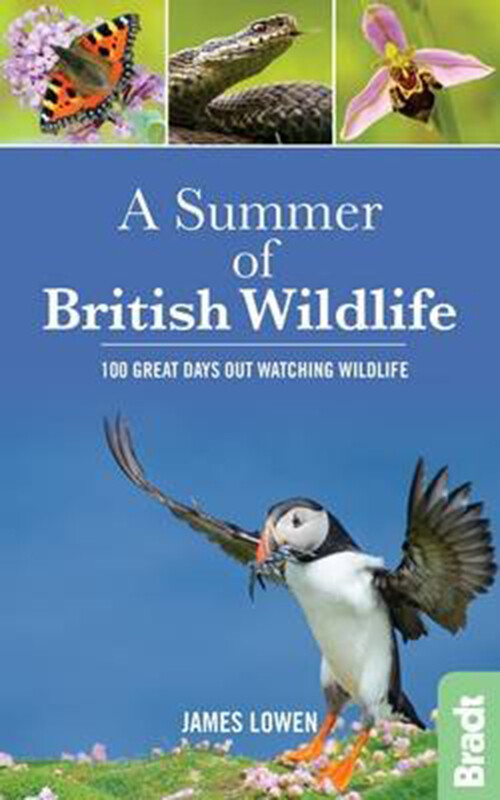 Billede af A Summer Of British Wildlife - James Lowen - English Book