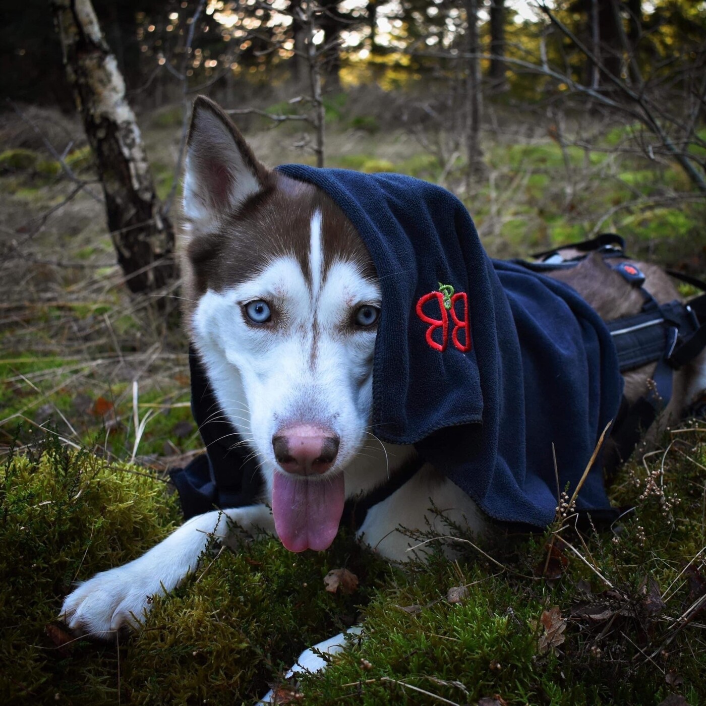 Hurtigtørrende Håndklæde Til Hund - B&b - 70x120 Cm