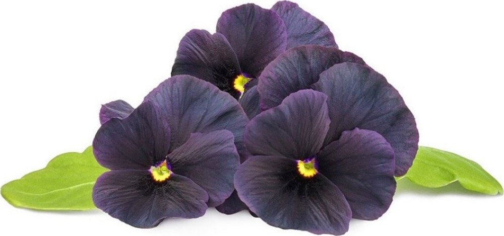 Click And Grow - Smart Garden Refill 3-pack Black Pansy