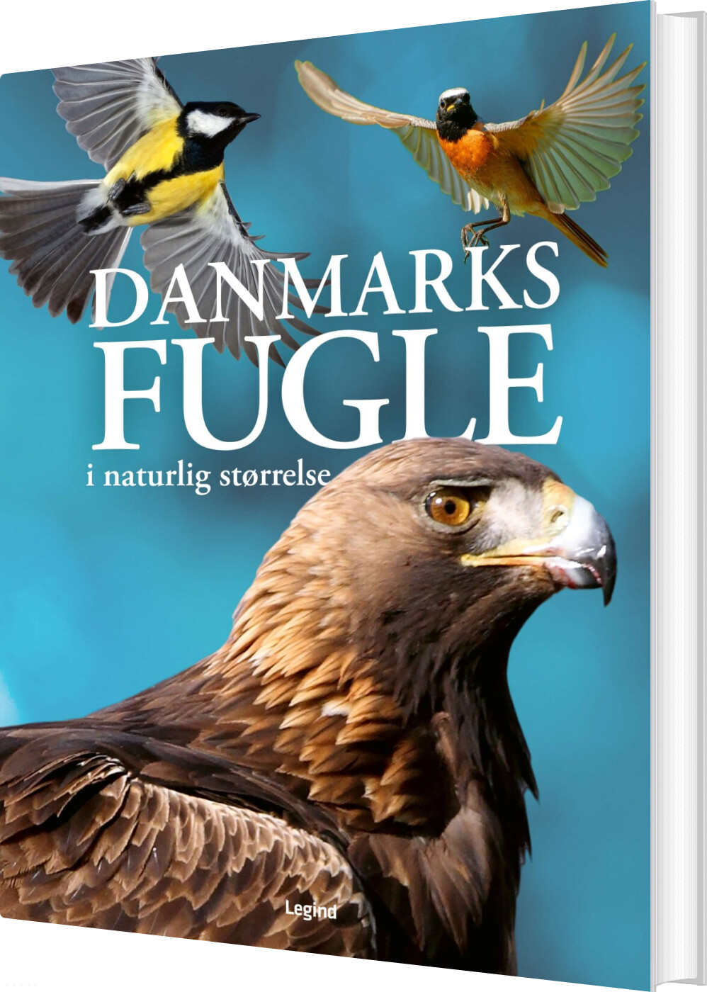 Billede af Danmarks Fugle I Naturlig Størrelse - Nancy J. Hajeski - Bog