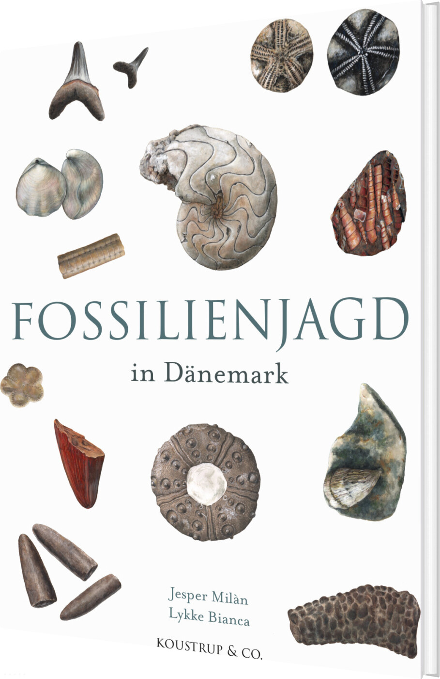 Fossilienjagd In Dänemark - Jesper Milan - Tysk Bog