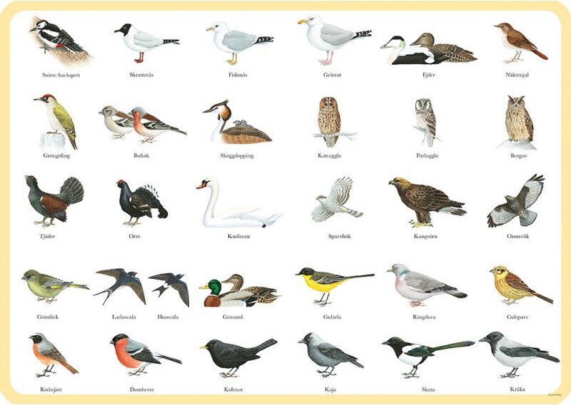 Dækkeserviet Til Børn - Fugle - Plast