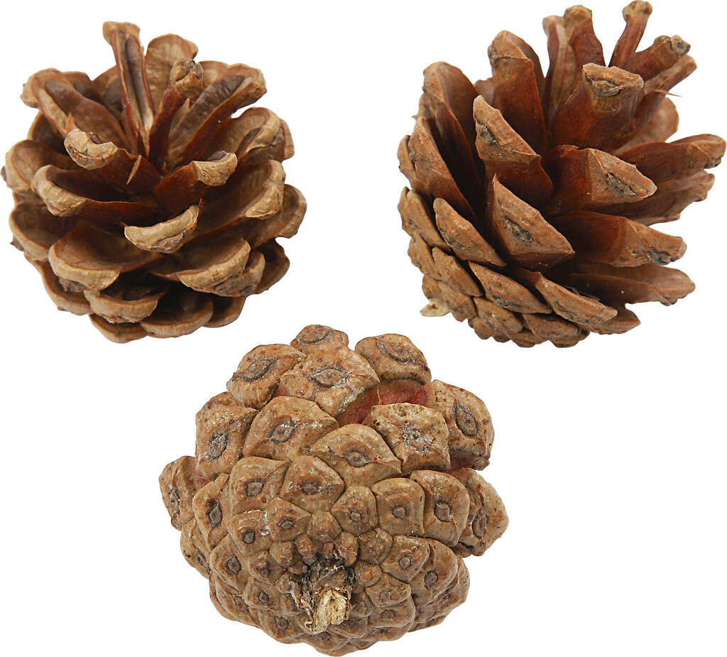 Fyrrekogler - ø 40 Mm - 500 G billede