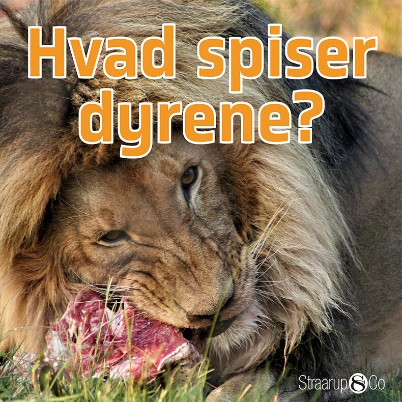 Hvad Spiser Dyrene? - Marianne Randel Søndergaard - Bog - Straarup & Co