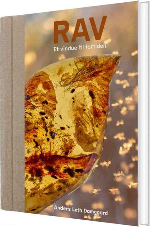 Rav - Et Vindue Til Fortiden - Anders Leth Damgaard - Bog