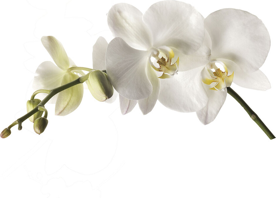 Roommates Decor - Wallstickers - Gigant Hvid Orkidé