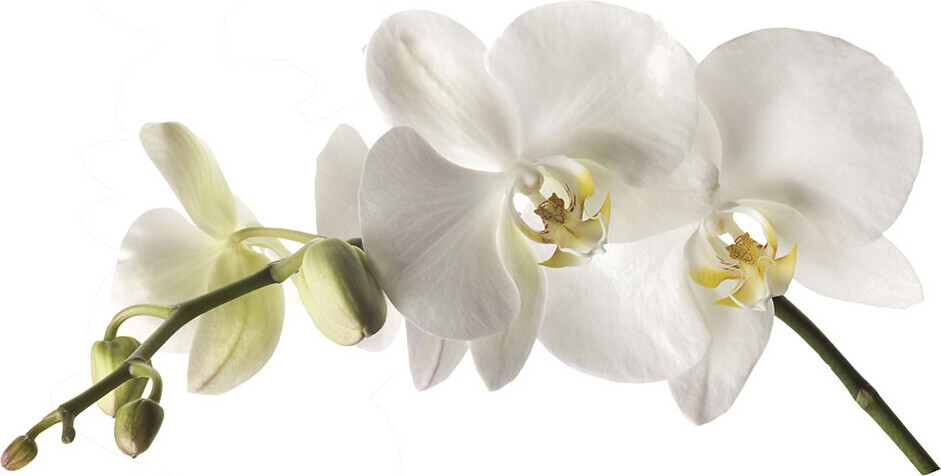 Roommates Decor - Wallstickers - Gigant Hvid Orkidé
