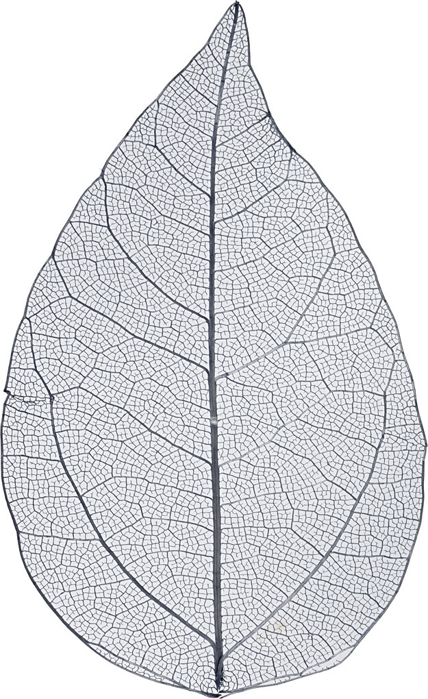 Billede af Skeletblade - L 6-8 Cm - Blå - 20 Stk.