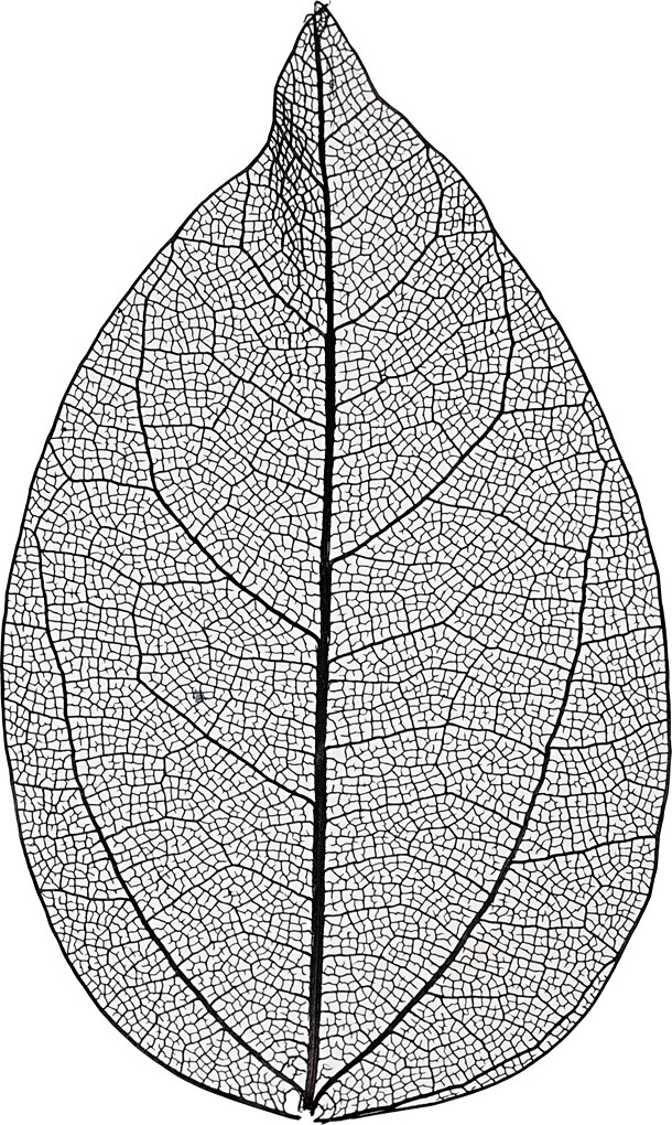 Skeletblade - L 6-8 Cm - Sort - 20 Stk.