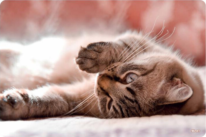 Skriveunderlag - Lille Kat - 60x40 Cm - Spirit