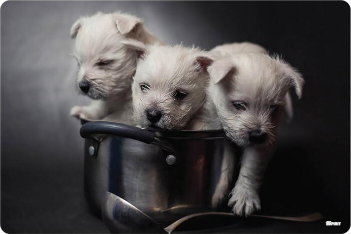 Skriveunderlag - Hvalpe - 60x40 Cm - Spirit