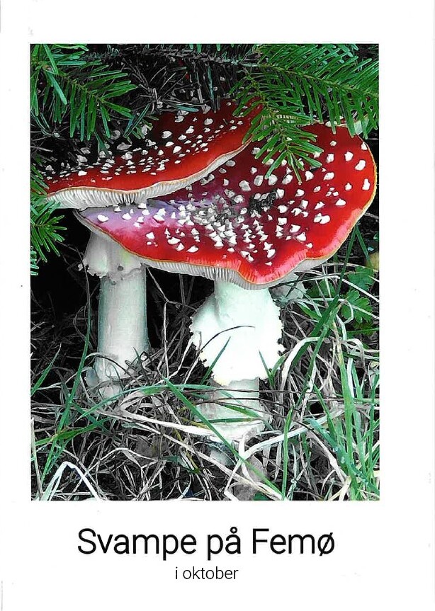 Billede af Svampe På Femø I Oktober - Ole Terney - Bog