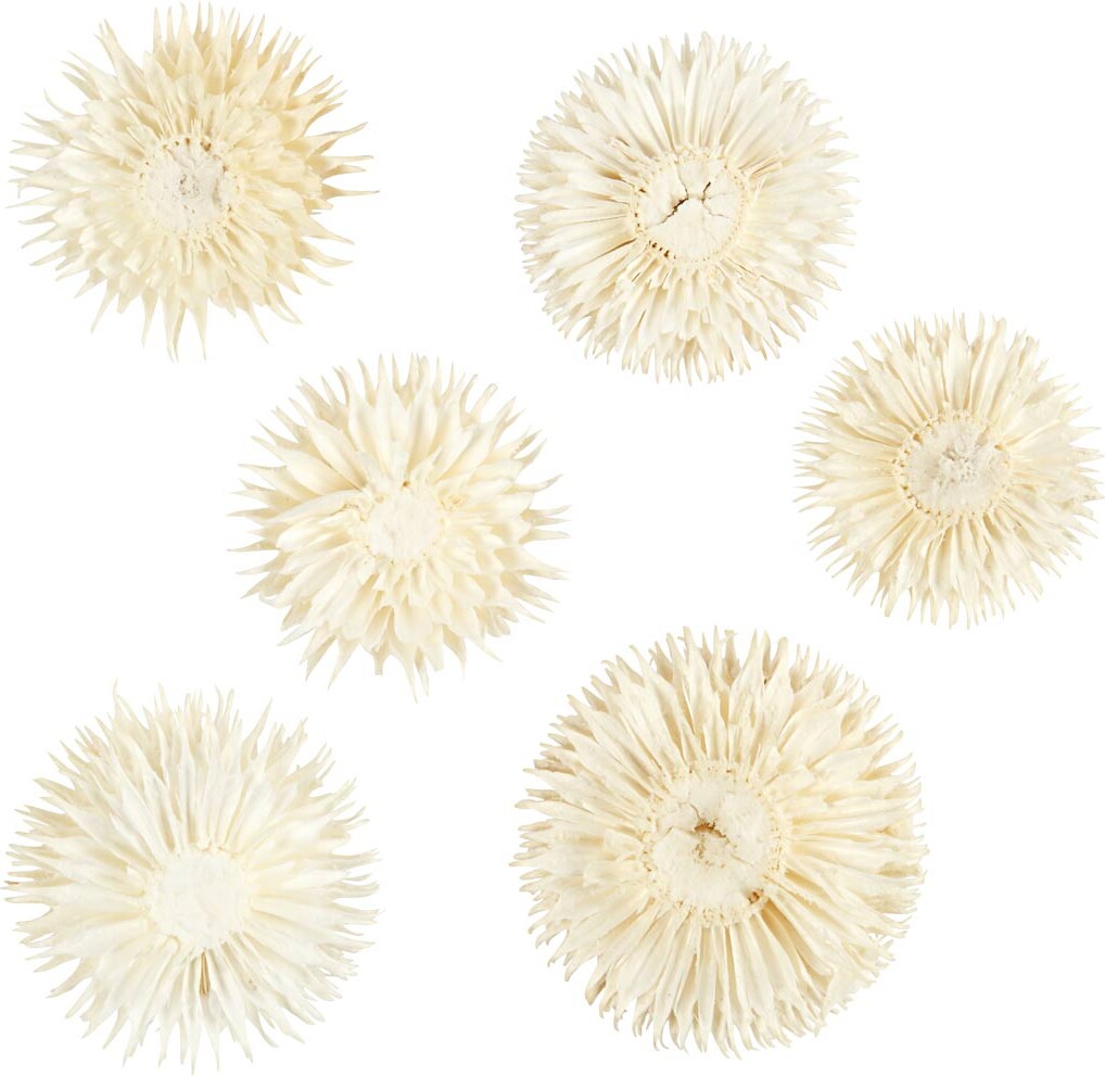 Tørrede Blomsterhoveder - ø 3-5 Cm - 6 Stk. billede