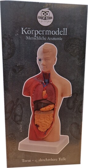 Torso Anatomi 15 Dele