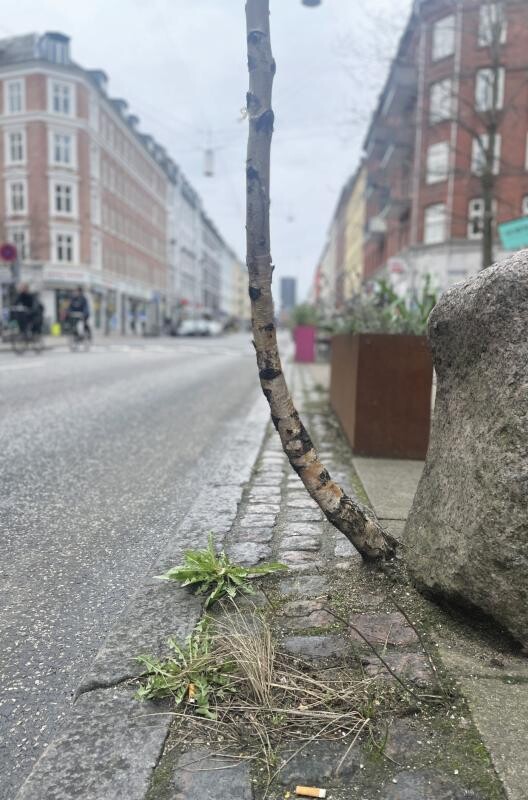 Billede af You Can Never Hold Back Spring - Nikolai Troest - Bog