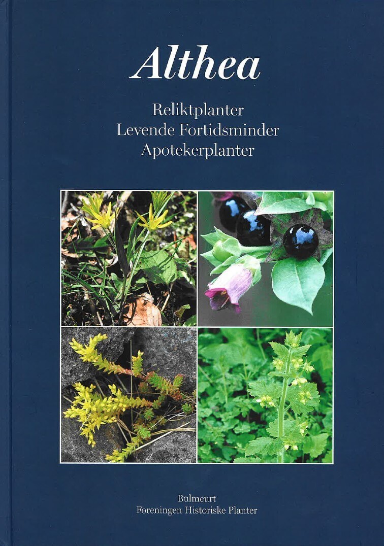 Althea Reliktplanter Levende Fortidsminder Apotekerplanter