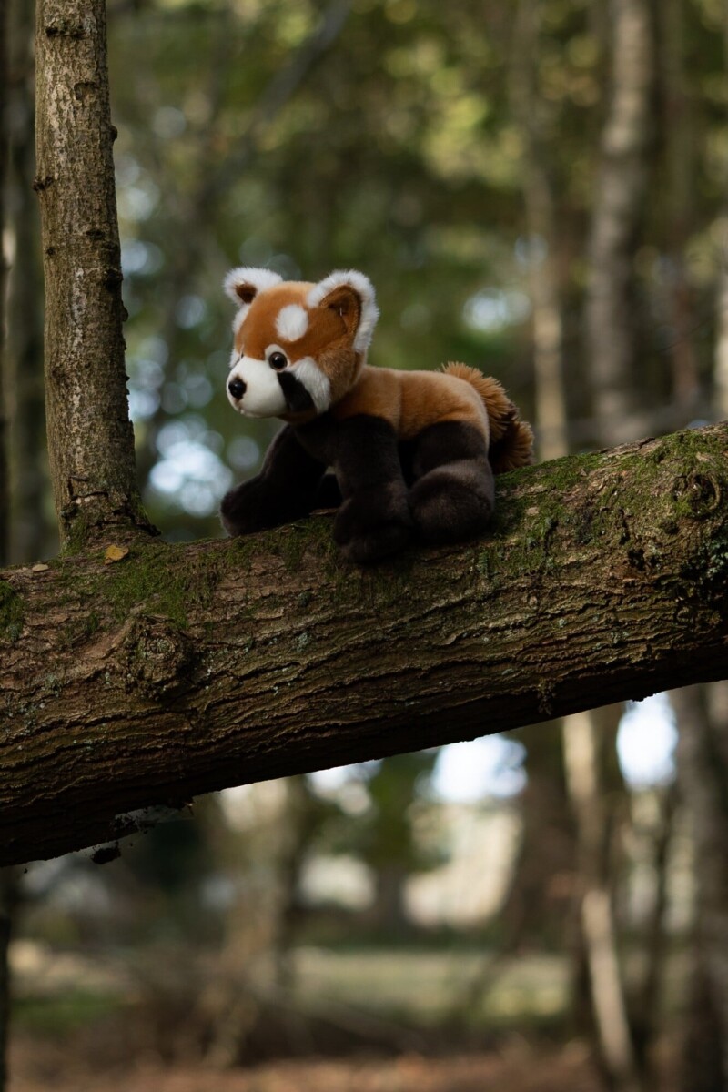 Animigos - World Of Nature Rød Panda