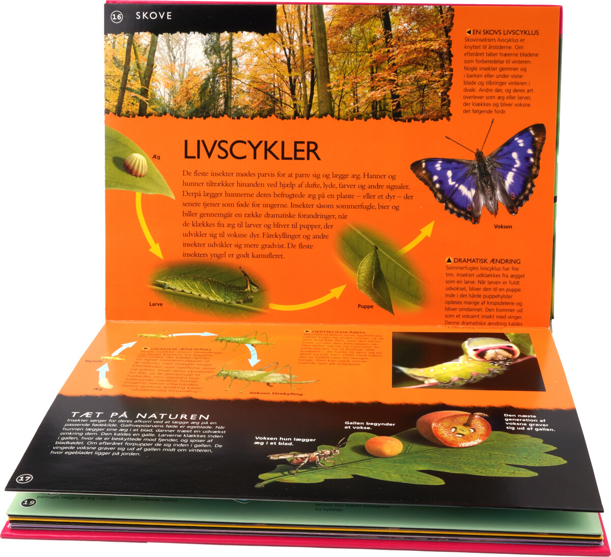 3D Bog Om Insekter
