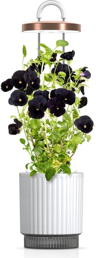 Click And Grow - Hydrovase - Hvid