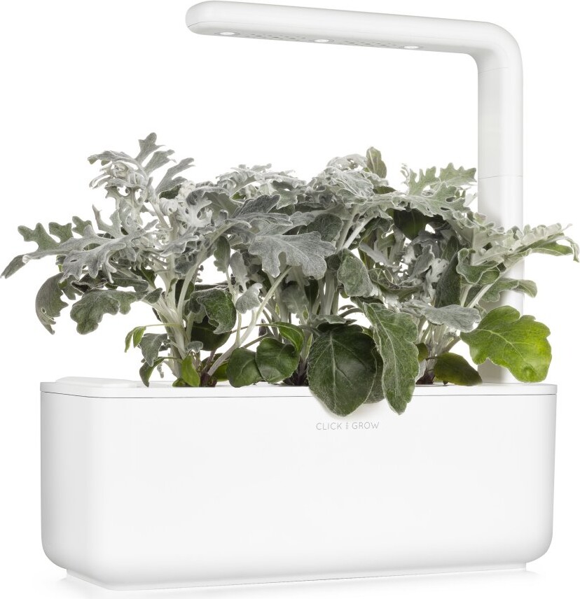 Click And Grow - Smart Garden Refill 3-Pack Dusty Miller