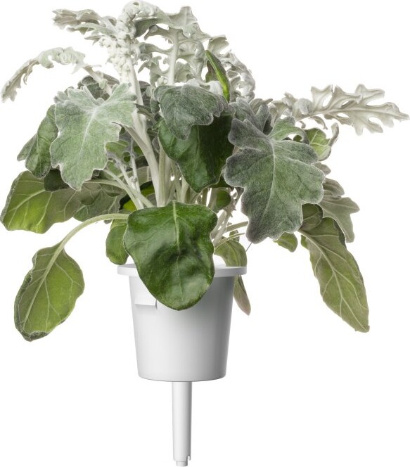 Click And Grow - Smart Garden Refill 3-Pack Dusty Miller
