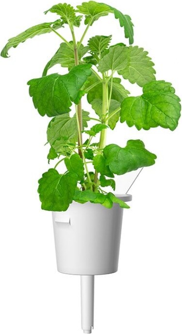 Click And Grow - Smart Garden Refill 3-Pak - Catnip