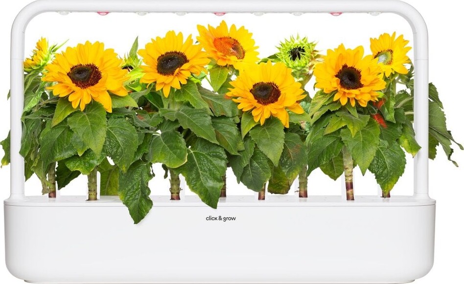Click And Grow - Smart Garden Refill 3-Pak - Mini Solsikke 100 Pollenfri Og
