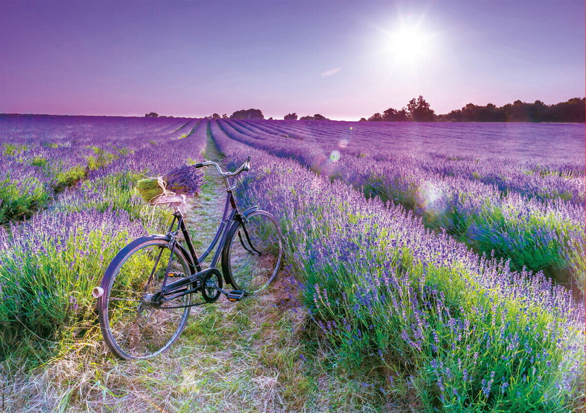 Educa - Bike In A Lavender Field Puzzle - 1000 Brikker - Puslespil