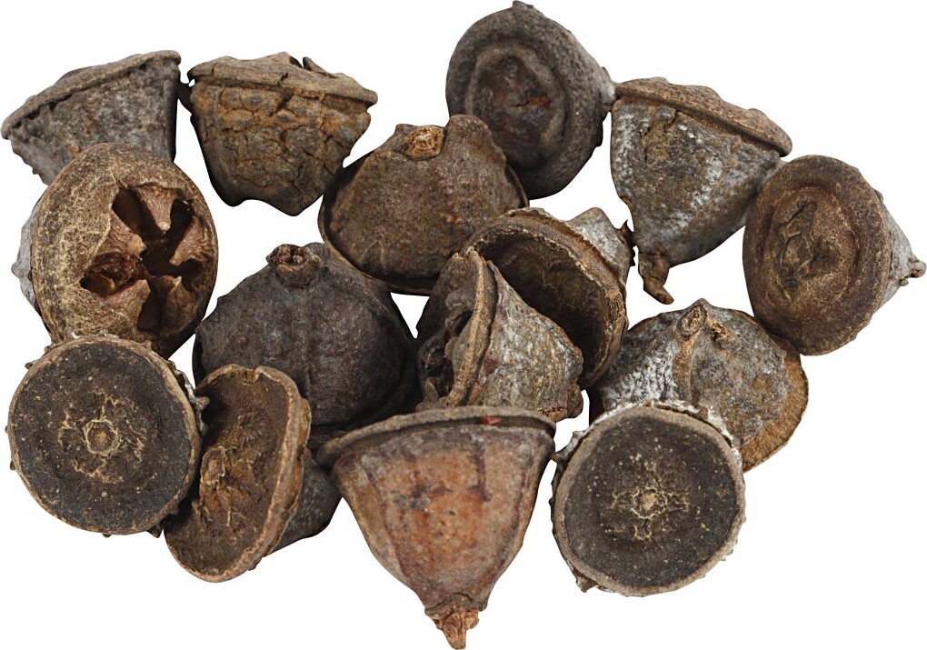 Eucalyptuskogler - 25 G