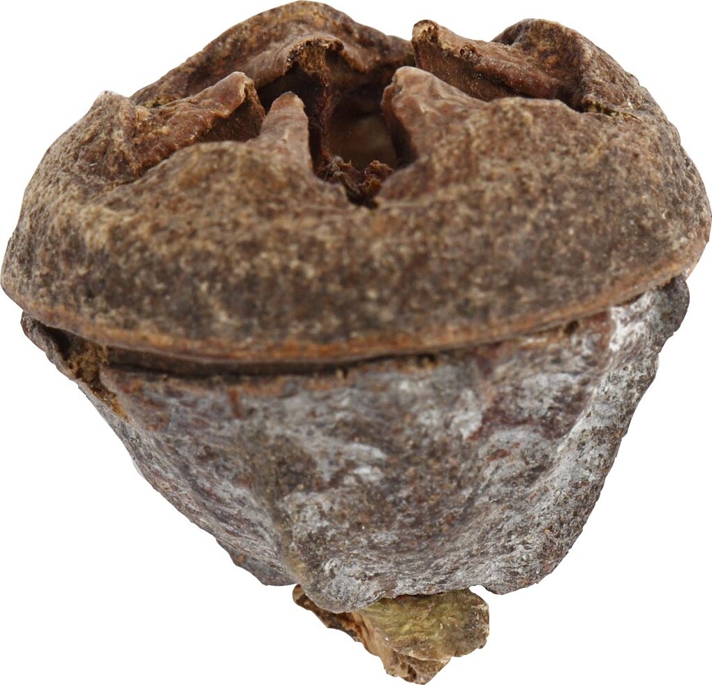 Eucalyptuskogler - 25 G