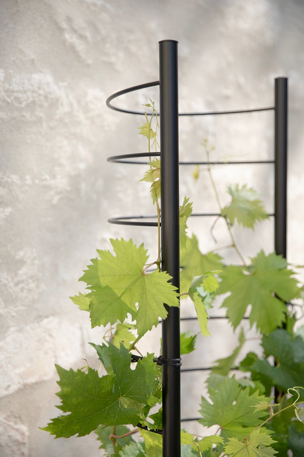 Eva Solo - Simply Grow - Espalier Til Urtepotteskjuler - Sort - Stål