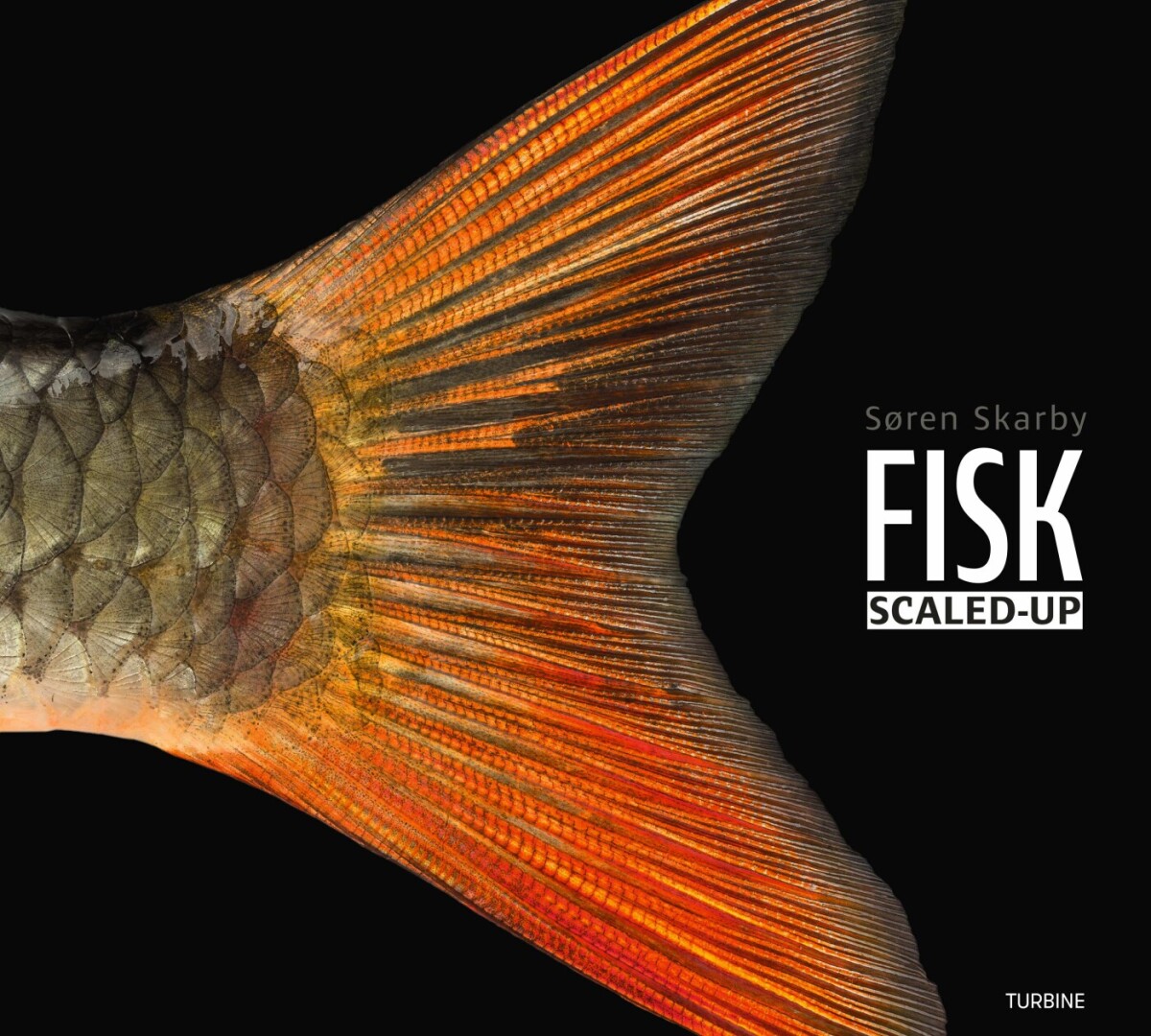 Fisk - Scaled-Up